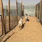 ذبايح حري. وتيوس