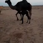 خلفة مصغر منيحه