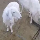 فحل حري مشروط طيب سنه سديس شبب وحار معه شاه مضرع سدس