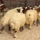 11 جذعه نعيم مقنوي او ذبياح فل الفل اعمارها 6 شهور وفوق