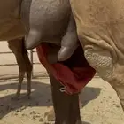 خلفة فرديه وتحتها بكره