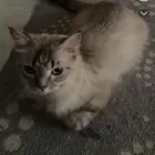 قطوه للتبني