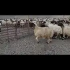 غنم نعيم شرط الدفيع