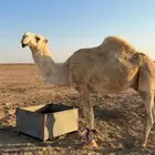 بعير فحل كحيلاني