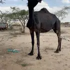 للبيع ضروبه مجهم