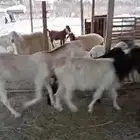 معزا عوارض وهولنديه
