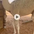 حوار