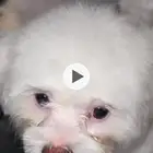 ذكر مالتيز عمره 8 شهور وانثى مالتيز عمرها 5 شهور الرياض