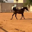فرس واهو فاخره