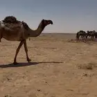 عشاير صفر