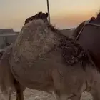 قعود مفرود للبيع