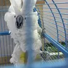 زوج كوكاتو امبريلا مميز