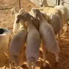 بهم حري مشروط