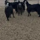 معزاء. مضاريع. ثوات وربع
