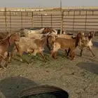 جفرات مشاريك فاخره