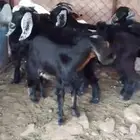 تيوس بريه العدد 12