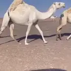 وضحا رخما  كفووو