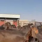 جذعات قبرصيات فااخره