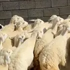 ضان مراح
