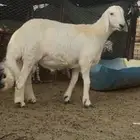 طليان مشاريع فحول كفو حريات