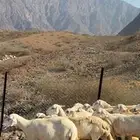 15ضان حريات دفاع