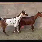 للبيع ماعز محايلية