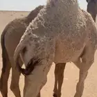 الموقع جنوب عفيف