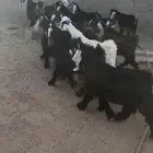 تيوس