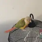 ببغاء كنيور مفقود