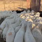 للبيع طليان