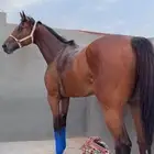 حصان انجليزي رفيع وطيب وسليم في رصيده سيارتين وكاس الإمارة
