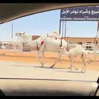 خلفه وضحاء