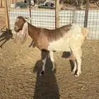 الخرج  للبيع ماعز