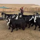 للبيع معزا عوارض خصم