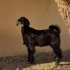 للبيع تيس