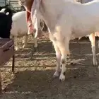 تيس فحل