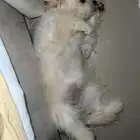 كلب مالتيز فرنسي