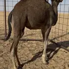 بكره