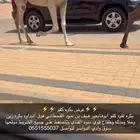 بكره لقيه كفو ضغط عالي