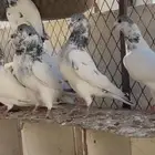 حمام باكستاني تم البيع