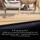 لقحه كفو