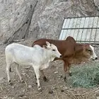 حسيل وارخ للبيع