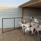 معزا مشاريك 3 معها 6