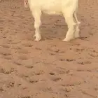 للبيع تيس هولندي