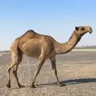 صفراء ثنيه كفو