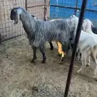 معزا عوارض ومشروكه