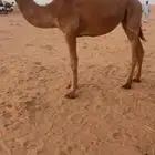للبيع بكره قصب
