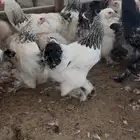 دجاج برهما كلمبي كونك بيور