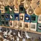 عشه 80 جوز تقريبا للبيع كامل العشه