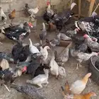 للبيع دجاج